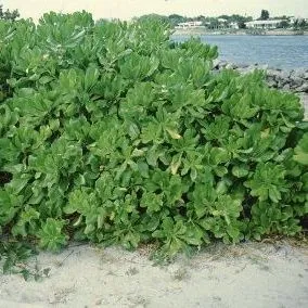 thumbnail for publication: Scaevola frutescens Scaevola, Beach Naupaka